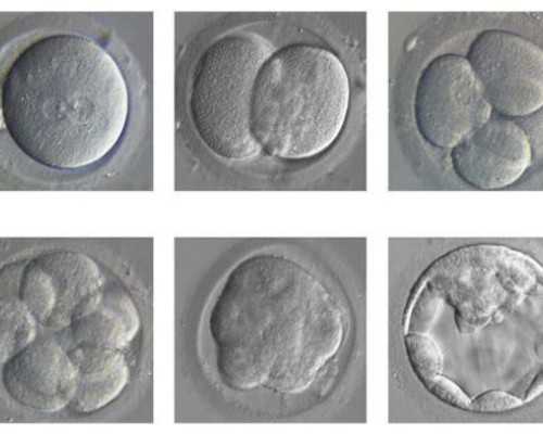 供卵胚胎成功率多少,湖北大学第一附属医院供卵等多久呢,2023湖北供卵助孕机构